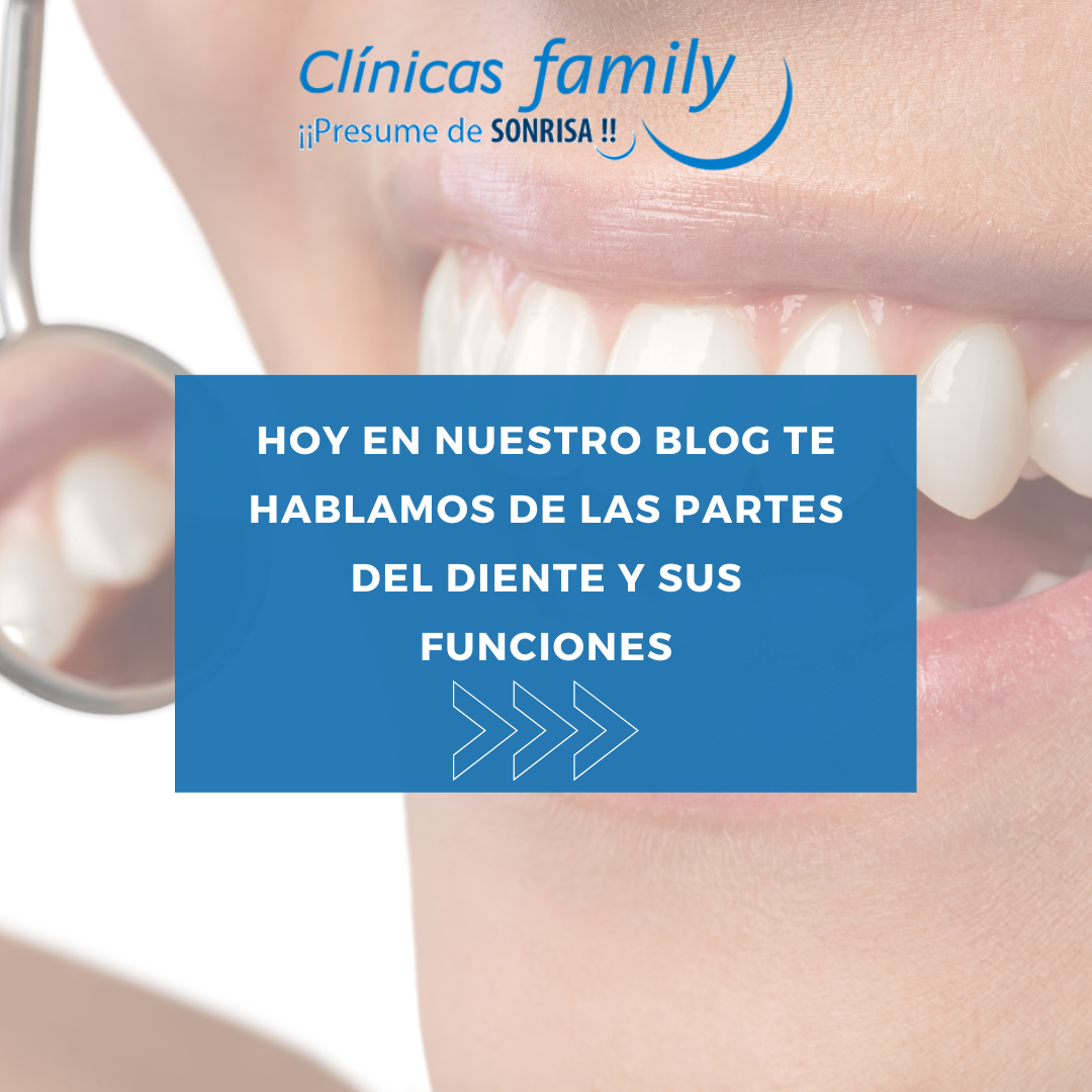 partes-del-diente-sus funciones